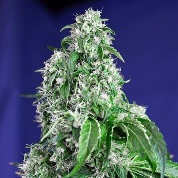 Big Devil Feminised Gold Seeds