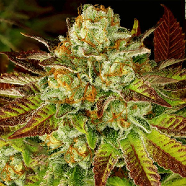 Насіння Biscotti x Mintz Feminised Gold