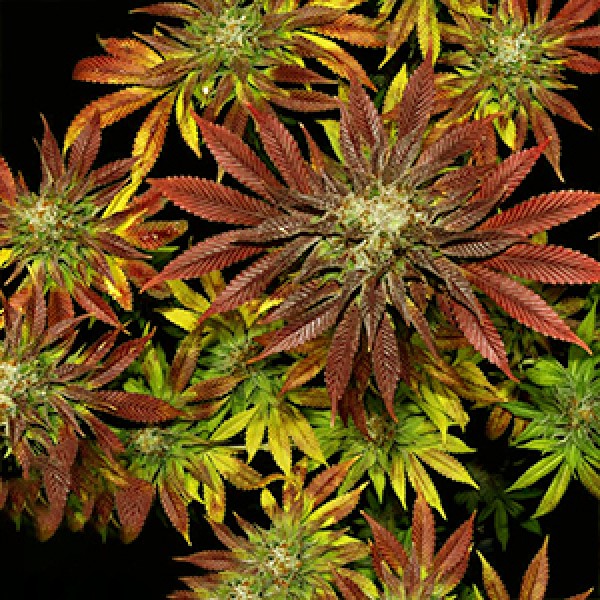 Насіння Biscotti x Mintz Feminised Gold