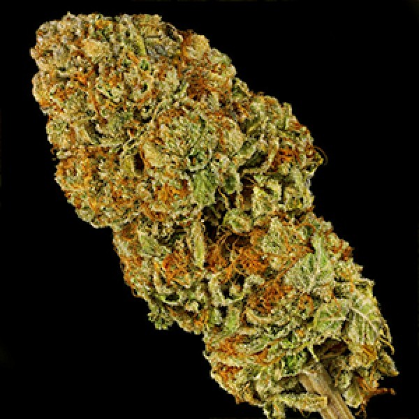 Насіння Biscotti x Mintz Feminised Gold