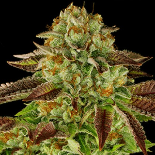 Biscotti x Mintz Feminised Gold seeds