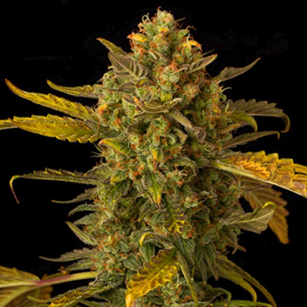 Auto Blue Kush Feminised seeds