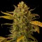 Auto Blue Kush Feminised seeds