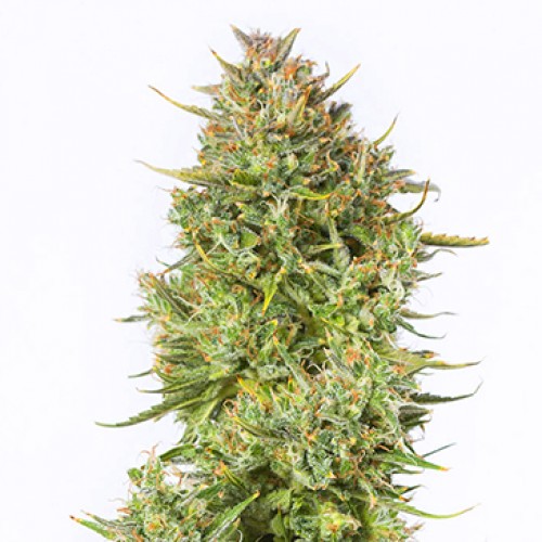 Auto Blue Kush Feminised seeds