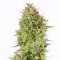 Auto Blue Kush Feminised seeds