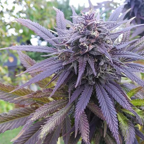 Blueberry Feminised Gold Seeds
