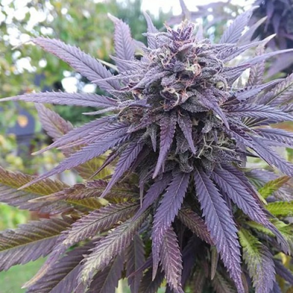 Blueberry Feminised Gold Seeds