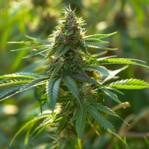 Borneo Feminised Gold seeds