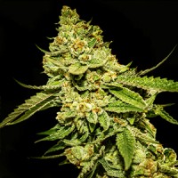 Bruce Banner Feminised Gold seeds