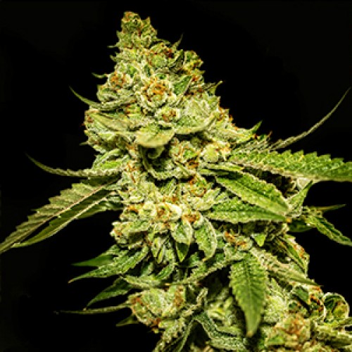 Bruce Banner Feminised Gold seeds