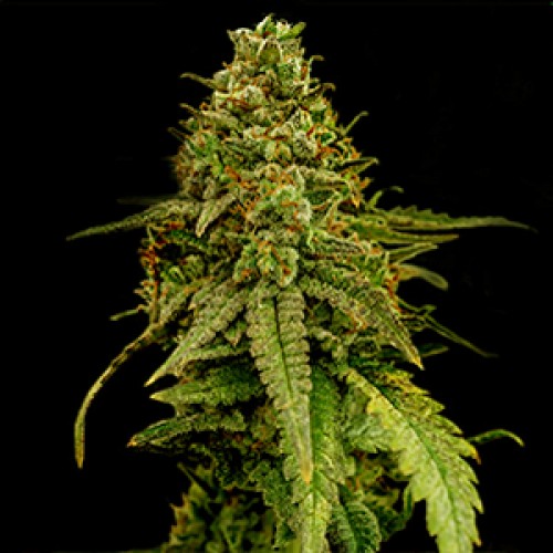 Caffe Racer Feminised Gold seeds