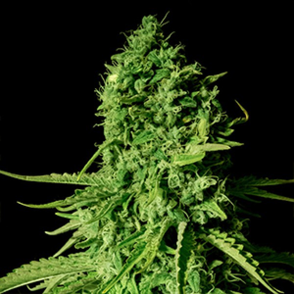 CBD Cheese Feminized Gold seeds