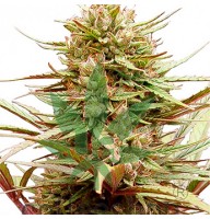 CBD Compassion Feminised Silver