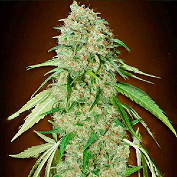 CBD Swiss Chocolate Feminised Gold seeds