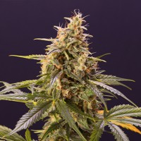 Auto Chem-Bomb Feminised Seeds