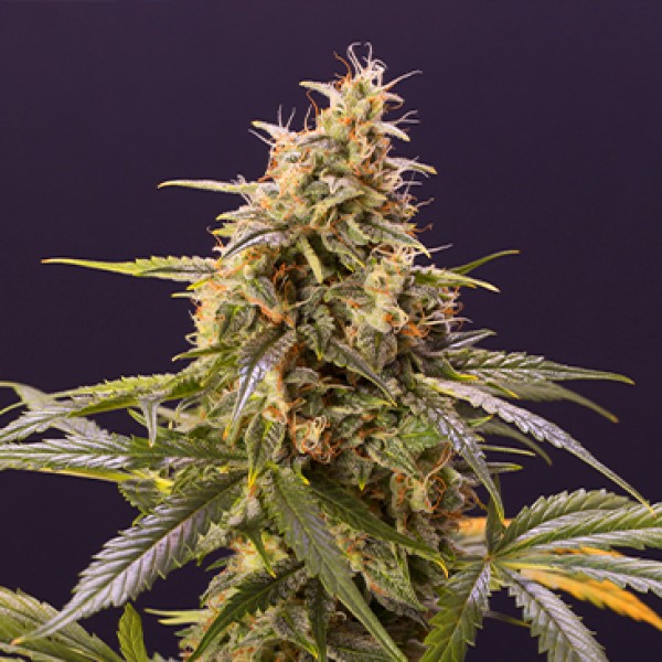 Auto Chem-Bomb Feminised Seeds