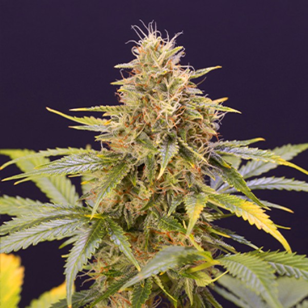 Auto Chocolate Mint OG Feminised seeds