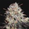 Chocolope Feminised Gold seeds