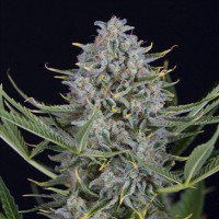 Auto Cookies Feminised seeds