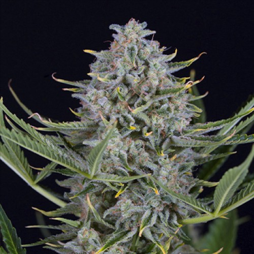 Auto Cookies Feminised seeds