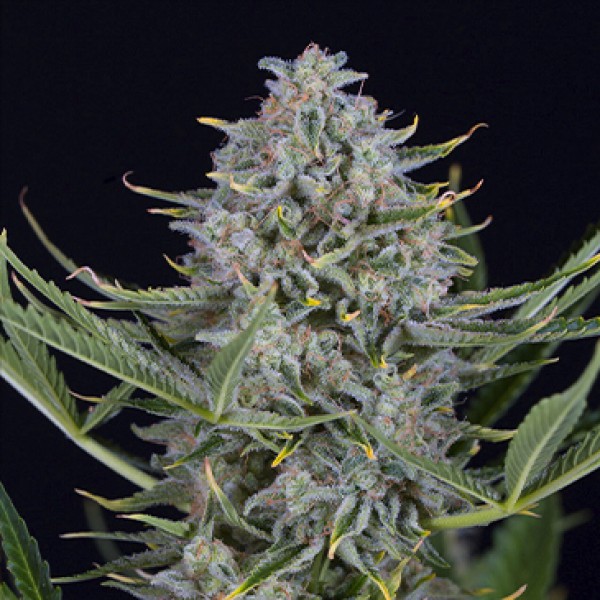 Auto Cookies Feminised seeds