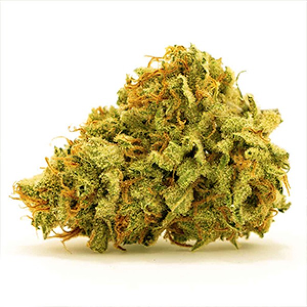 Cookies Sherbet Feminised Gold seeds