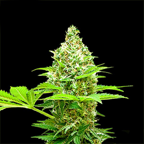 Cookies Sherbet Feminised Gold seeds