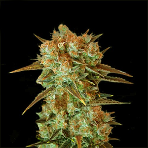 Cream Caramel Feminised Gold seeds