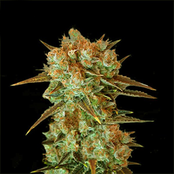 Cream Caramel Feminised Gold seeds