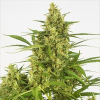 Насіння Auto Critical + 2.0 Feminised