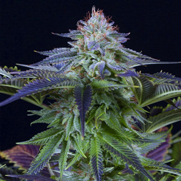 Насіння Auto CBD Dinamed Kush Feminised