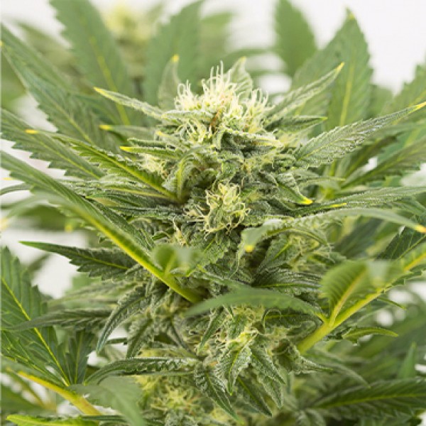 Auto Dinamex Feminised seeds