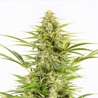 Auto Dinamex Feminised seeds