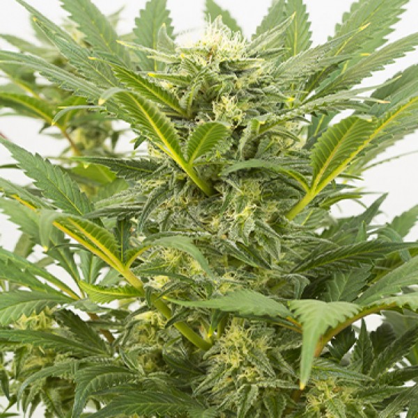 Auto Dinamex Feminised seeds