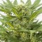 Auto Dinamex Feminised seeds