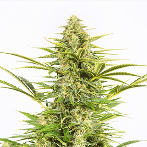 Auto Dinamex Feminised seeds
