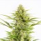 Auto Dinamex Feminised seeds