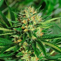 Seeds of Dr. Greenthumb’s Em-Dog By B-Real Feminised