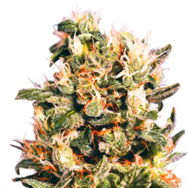 Euforia Feminised seeds
