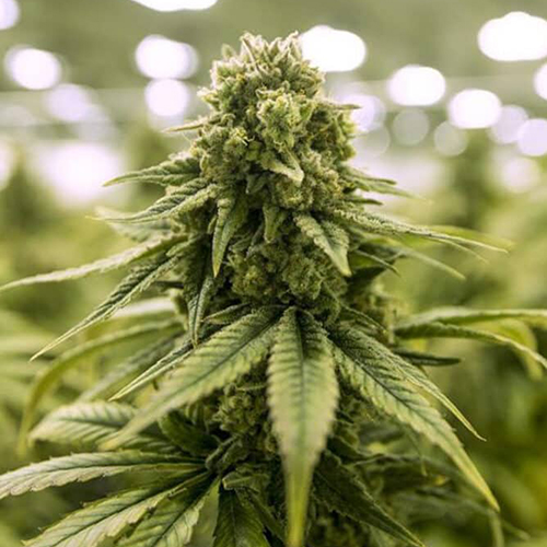 Euforia Feminised Silver