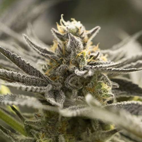 Fast Flowering OGKZ Feminised seeds