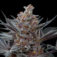 Forbidden Dream Feminised