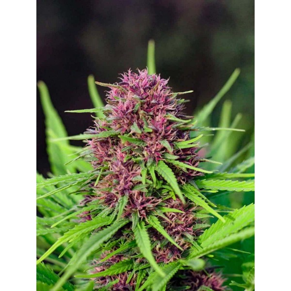 Frisian Dew Feminised Silver