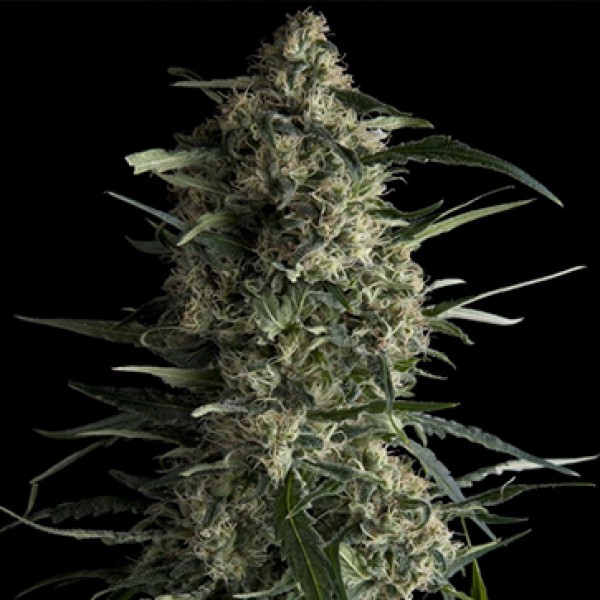 Galaxy Feminised Silver