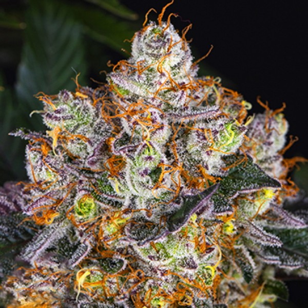 Gelato Feminised seeds