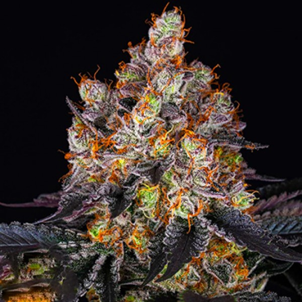 Gelato Feminised seeds