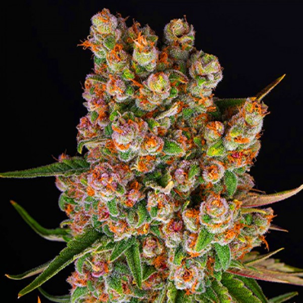 Auto GMO Feminised seeds