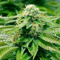 Gorilla Breath x Purple Thai Feminised Silver Seeds