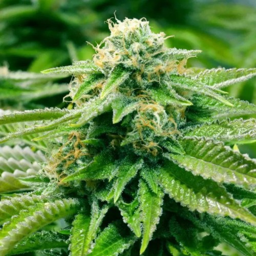 Gorilla Breath x Purple Thai Feminised Silver Seeds