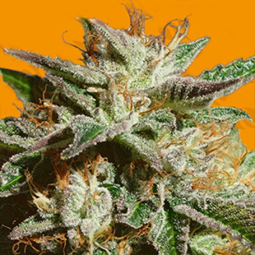Gorilla Cookies Feminised Gold seeds
